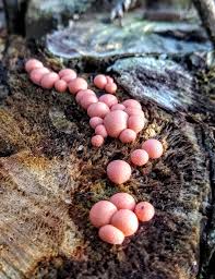 Attēlu rezultāti vaicājumam “Lycogala cf. oleocrystalliferum macro”