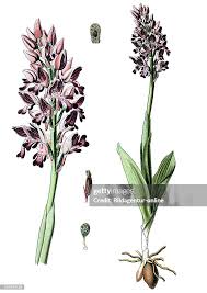 Attēlu rezultāti vaicājumam “Orchis militaris”