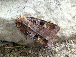 Attēlu rezultāti vaicājumam “Diarsia brunnea”