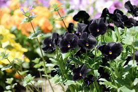 Image result for Viola cornuta