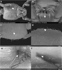 Attēlu rezultāti vaicājumam “Dicranella staphylina macro”