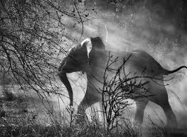 Image result for sebastiao salgado