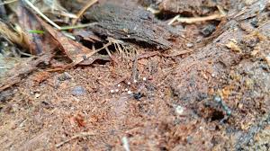 Attēlu rezultāti vaicājumam “Cribraria oregana”