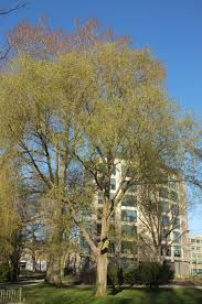 Attēlu rezultāti vaicājumam “Populus simonii”