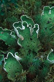 Attēlu rezultāti vaicājumam “Peltigera”