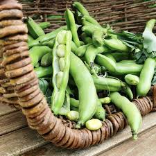 Image result for Dicke Bohnen