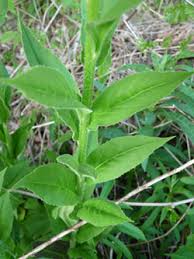 Attēlu rezultāti vaicājumam “Hesperis matronalis leaf”
