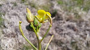Attēlu rezultāti vaicājumam “Diplotaxis muralis flower”