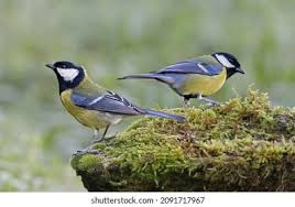 Attēlu rezultāti vaicājumam “Parus major female”