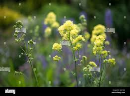 Attēlu rezultāti vaicājumam “Thalictrum flavum flower”