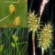 Attēlu rezultāti vaicājumam “Carex lepidocarpa fruit”