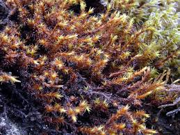 Attēlu rezultāti vaicājumam “Schistidium robustum”