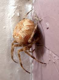 Attēlu rezultāti vaicājumam “Araneus diadematus female”