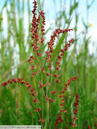 Attēlu rezultāti vaicājumam “Rumex acetosa flower”