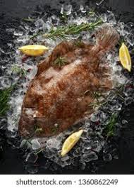 Image result for Microstomus kitt