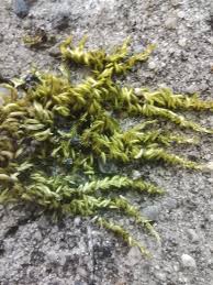 Attēlu rezultāti vaicājumam “Homalothecium sericeum”