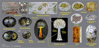 Attēlu rezultāti vaicājumam “Physarum xanthinum sessile”