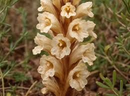 Attēlu rezultāti vaicājumam “Orobanchaceae”