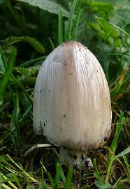 Attēlu rezultāti vaicājumam “Coprinus atramentarius”