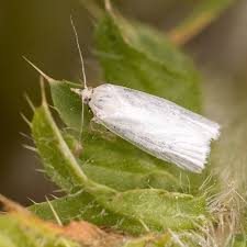 Attēlu rezultāti vaicājumam “Eana argentana”