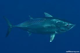 Image result for Euthynnus affinis