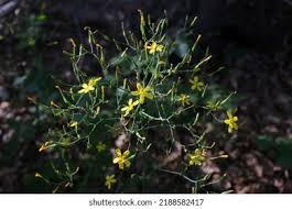 Attēlu rezultāti vaicājumam “Mycelis muralis”