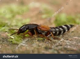 Attēlu rezultāti vaicājumam “Platydracus fulvipes”