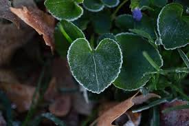 Attēlu rezultāti vaicājumam “Viola rupestris leaf”