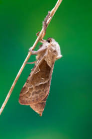 Attēlu rezultāti vaicājumam “Hepialus sylvina”