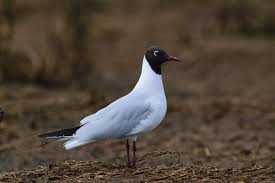 Image result for Chroicocephalus ridibundus