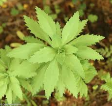 Attēlu rezultāti vaicājumam “Hylotelephium telephium leaf”