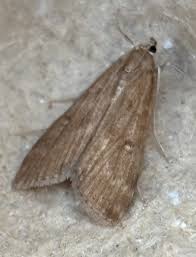 Attēlu rezultāti vaicājumam “Parapoynx stratiotata male”