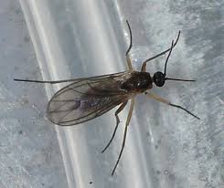 Attēlu rezultāti vaicājumam “Sciaridae”