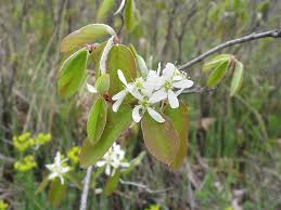 Attēlu rezultāti vaicājumam “Amelanchier spicata flower”