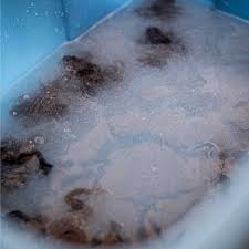 Image result for Bath Amphibians