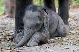 Image result for sad elephant