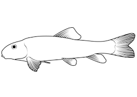 Image result for Catostomus commersonii