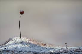 Attēlu rezultāti vaicājumam “Comatricha ellae macro”