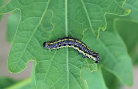 Attēlu rezultāti vaicājumam “Orthosia sp.”