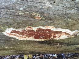 Attēlu rezultāti vaicājumam “Gloeoporus taxicola”