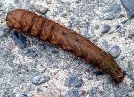 Attēlu rezultāti vaicājumam “Noctua fimbriata larva”