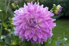 Image result for Dahlia hybrid.