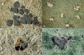 Attēlu rezultāti vaicājumam “Didymium tussilaginis spores”