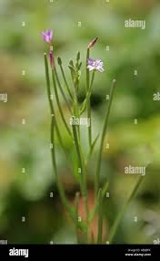 Attēlu rezultāti vaicājumam “Epilobium palustre fruit”