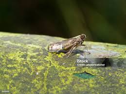 Attēlu rezultāti vaicājumam “Delphacidae”