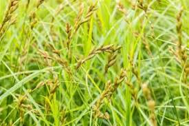 Attēlu rezultāti vaicājumam “Carex sylvatica”