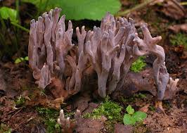 Attēlu rezultāti vaicājumam “Clavulina amethystina”