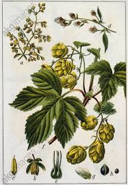 Attēlu rezultāti vaicājumam “Humulus lupulus fruit”
