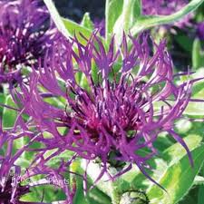 Attēlu rezultāti vaicājumam “Centaurea”