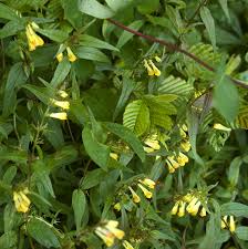 Attēlu rezultāti vaicājumam “Melampyrum pratense”